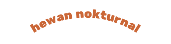 hewan nokturnal